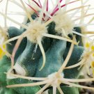 Ferocactus Acanthodes v. Albispinus 5 Seeds