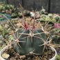 Ferocactus Acanthodes v. Albispinus 5 Seeds