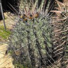 Ferocactus Rectispinus 5 Seeds