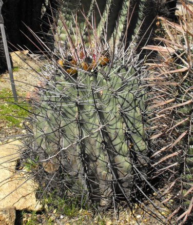 Ferocactus Rectispinus 5 Seeds