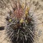 Ferocactus Rectispinus 5 Seeds