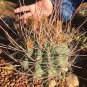Ferocactus Rectispinus 5 Seeds