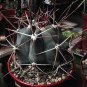 Ferocactus Rectispinus 5 Seeds