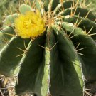 Ferocactus Schwarzii 5 Seeds