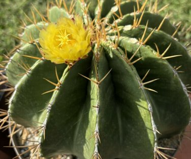 Ferocactus Schwarzii 5 Seeds