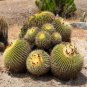 Ferocactus Schwarzii 5 Seeds