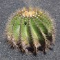 Ferocactus Schwarzii 5 Seeds