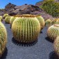Ferocactus Schwarzii 5 Seeds