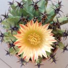 Ferocactus Horridus 5 Seeds