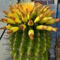 Ferocactus Horridus 5 Seeds