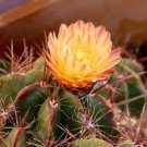 Ferocactus Robustus 5 Seeds