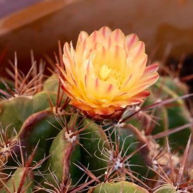 Ferocactus Robustus 5 Seeds