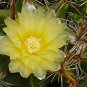 Ferocactus Robustus 5 Seeds