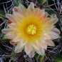 Ferocactus Robustus 5 Seeds