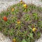 Ferocactus Robustus 5 Seeds