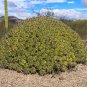 Ferocactus Robustus 5 Seeds