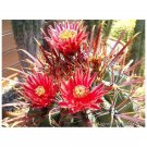 Ferocactus Species Random Mix  5 Seeds