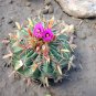 Ferocactus Species Random Mix  5 Seeds
