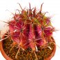 Ferocactus Species Random Mix  5 Seeds