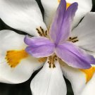 African Iris aka Fortnight Lily  10 Seeds  Free Shipping !