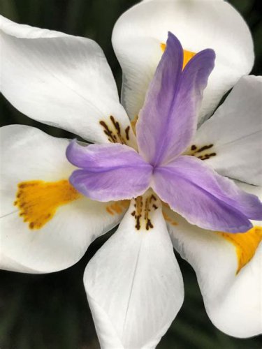 African Iris aka Fortnight Lily  10 Seeds  Free Shipping !