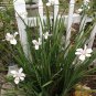African Iris aka Fortnight Lily  10 Seeds  Free Shipping !