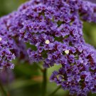 Sea Lavender Crowns Limonium perezii .50gr Seed Packet  Free Shipping !
