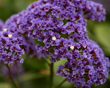 Sea Lavender Crowns Limonium perezii .50gr Seed Packet  Free Shipping !