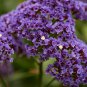 Sea Lavender Crowns Limonium perezii .50gr Seed Packet  Free Shipping !