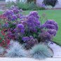 Sea Lavender Crowns Limonium perezii .50gr Seed Packet  Free Shipping !