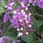 Sea Lavender Crowns Limonium perezii .50gr Seed Packet  Free Shipping !