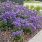 Sea Lavender Crowns Limonium perezii .50gr Seed Packet  Free Shipping !
