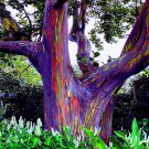 Eucalyptus Deglupta Rainbow Tree 10 Seeds