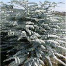 Eucalyptus Pulverulenta aka Silver Mountain Gum Tree 10 Seeds