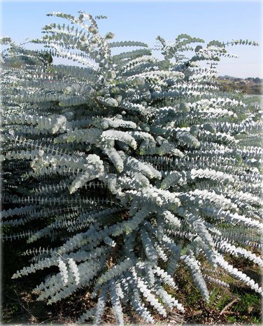 Eucalyptus Pulverulenta aka Silver Mountain Gum Tree 10 Seeds