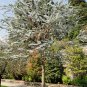 Eucalyptus Pulverulenta aka Silver Mountain Gum Tree 10 Seeds