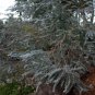 Eucalyptus Pulverulenta aka Silver Mountain Gum Tree 10 Seeds