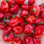AJI Dulce Mild Pepper  10 Seeds