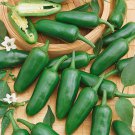 Early Jalapeno F1 Hybrid Pepper,  10 seeds.