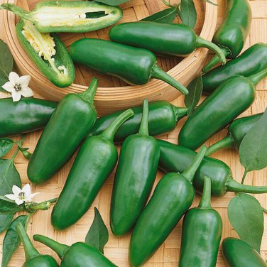 Early Jalapeno F1 Hybrid Pepper,  10 seeds.