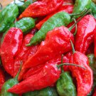 Ghost Seeds, Bhut Jolokia 10 Seeds