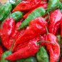 Ghost Seeds, Bhut Jolokia 10 Seeds