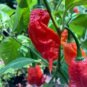 Ghost Seeds, Bhut Jolokia 10 Seeds