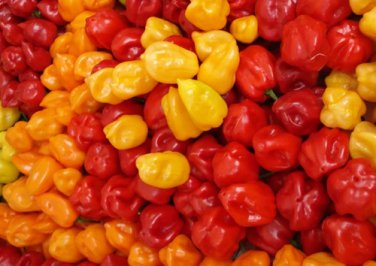 Firestarter Habanero Pepper Blend 10 Seeds