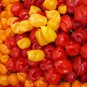Firestarter Habanero Pepper Blend 10 Seeds