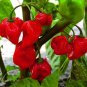 Firestarter Habanero Pepper Blend 10 Seeds