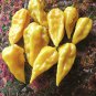 Firestarter Habanero Pepper Blend 10 Seeds