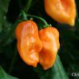 Firestarter Habanero Pepper Blend 10 Seeds