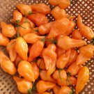 Orange Habanero Pepper 10 Seeds