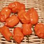 Orange Habanero Pepper 10 Seeds
